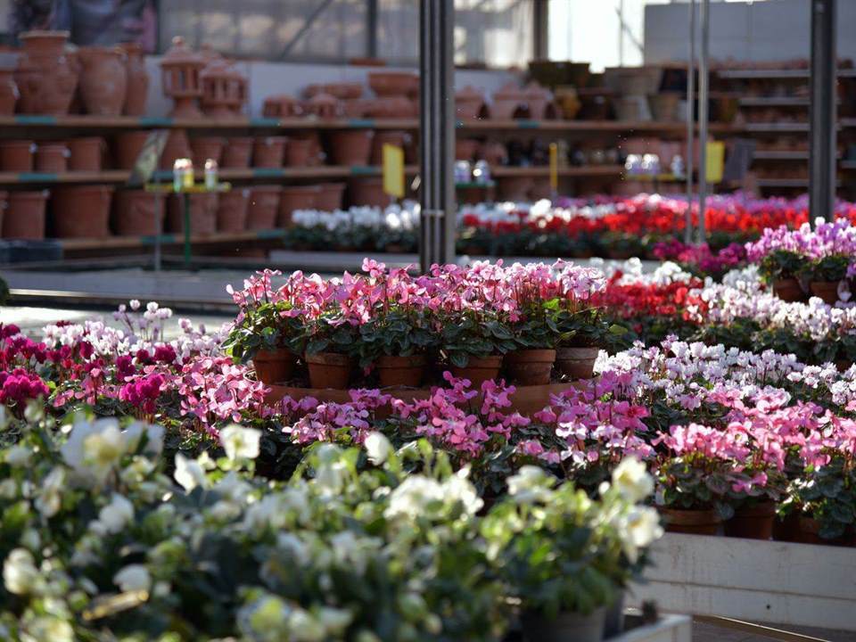 Established Bedfordview Florist and Gift Shop for Sale